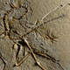 Illustration for article titled Beautiful Archaeopteryx fossil discovered in Germany